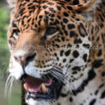 Profile picture of Jaguar 1