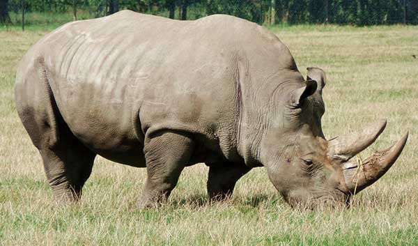 Police are hot on the heels of rhino poaching suspects