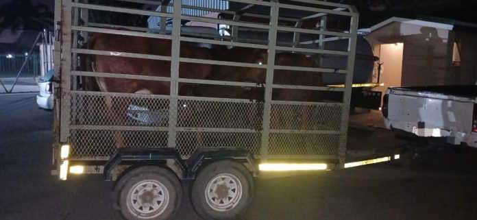 Two suspects nabbed in possession of stolen livestock