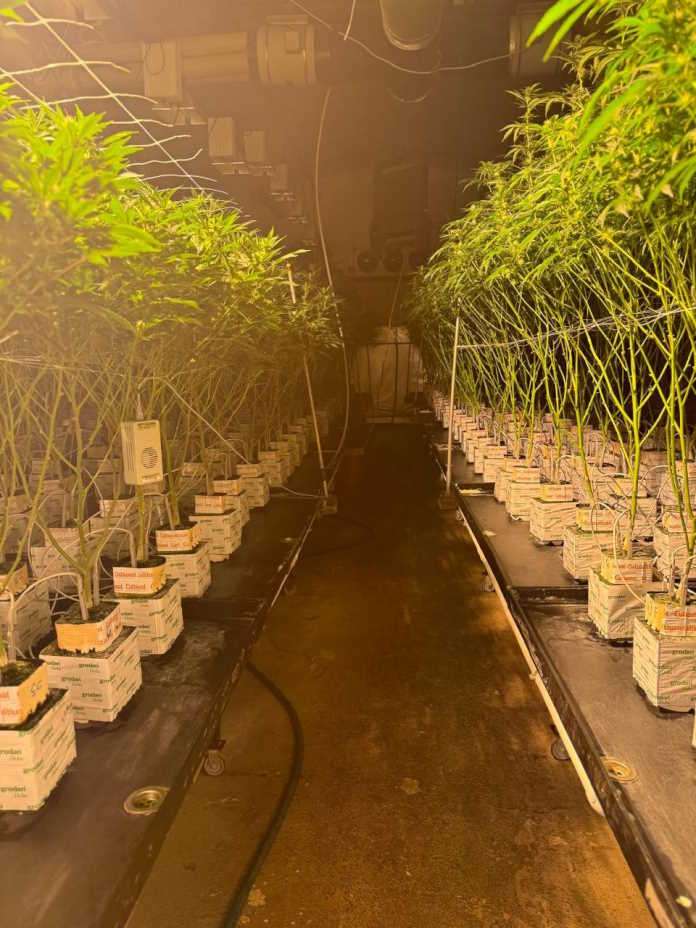 Multidisciplinary SAPS Units dismantle a clandestine hydroponic cannabis laboratory worth approximately R40 million in Magaliesburg
